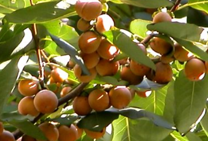 고욤나무 (2).png