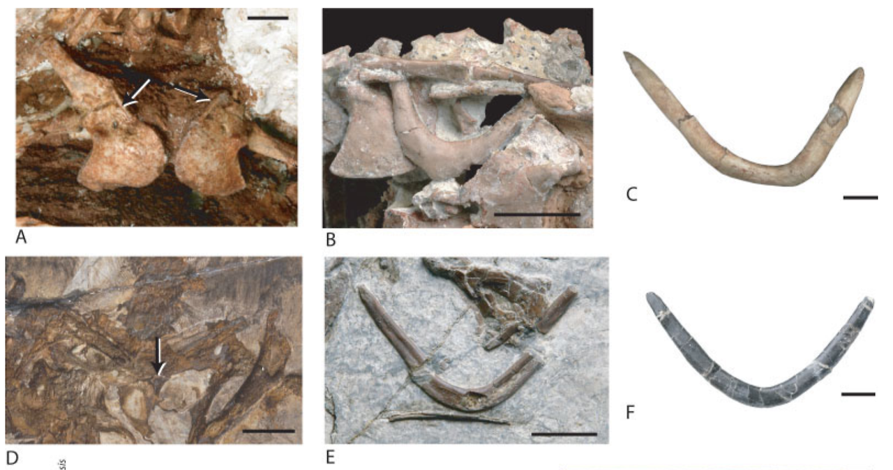 마니랍토라에 속한 공룡들의 창사골. A 시노르니토이데스 B 메이 C 부이트레랍토르 D 시노르니토사우루스 E 미크로랍토르 F 밤비랍토르. 출처 Nesbitt et al 2009.png