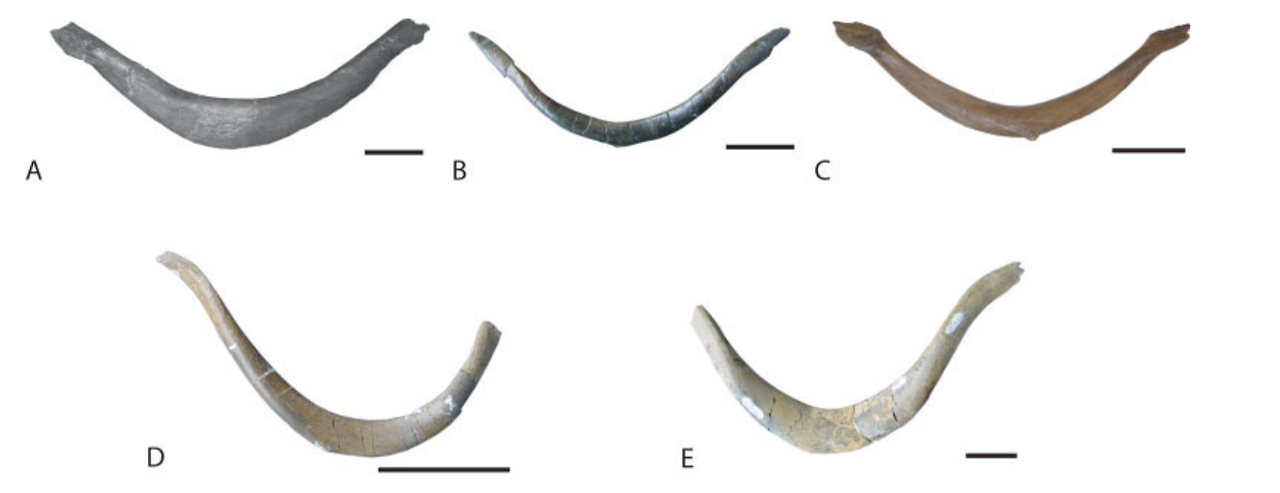 티라노사우루스(A), 알베르토사우루스(B), 다스플레토사우루스(C), 고르고사우루스(D,E)의 창사골, 출처- Nesbitt et al (2009)..png
