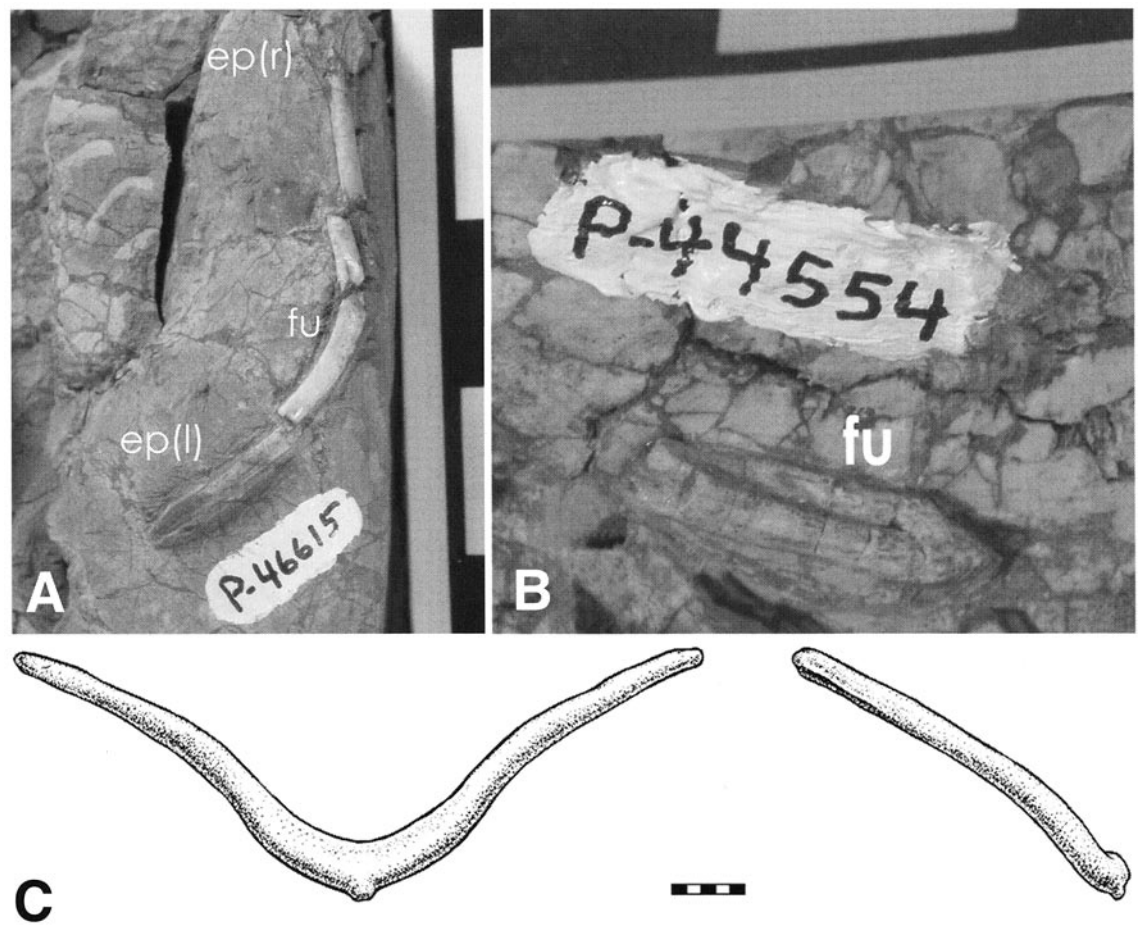 코엘로피시스의 창사골.png