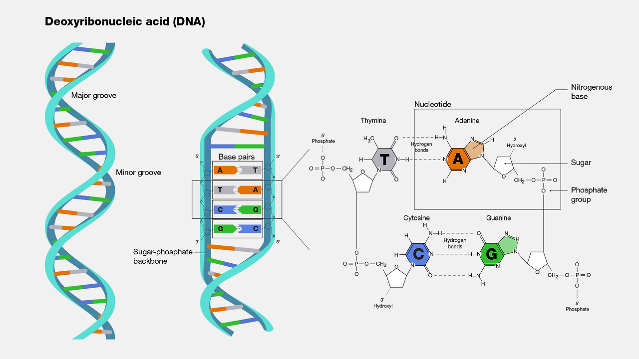 dna.png