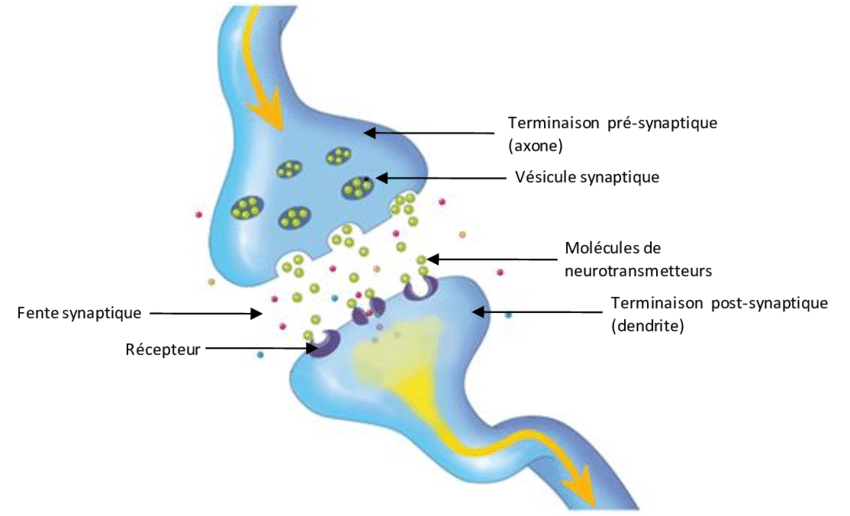 Figure-A-4-Schema-dune-synapse-chimique-entre-deux-neurones.png