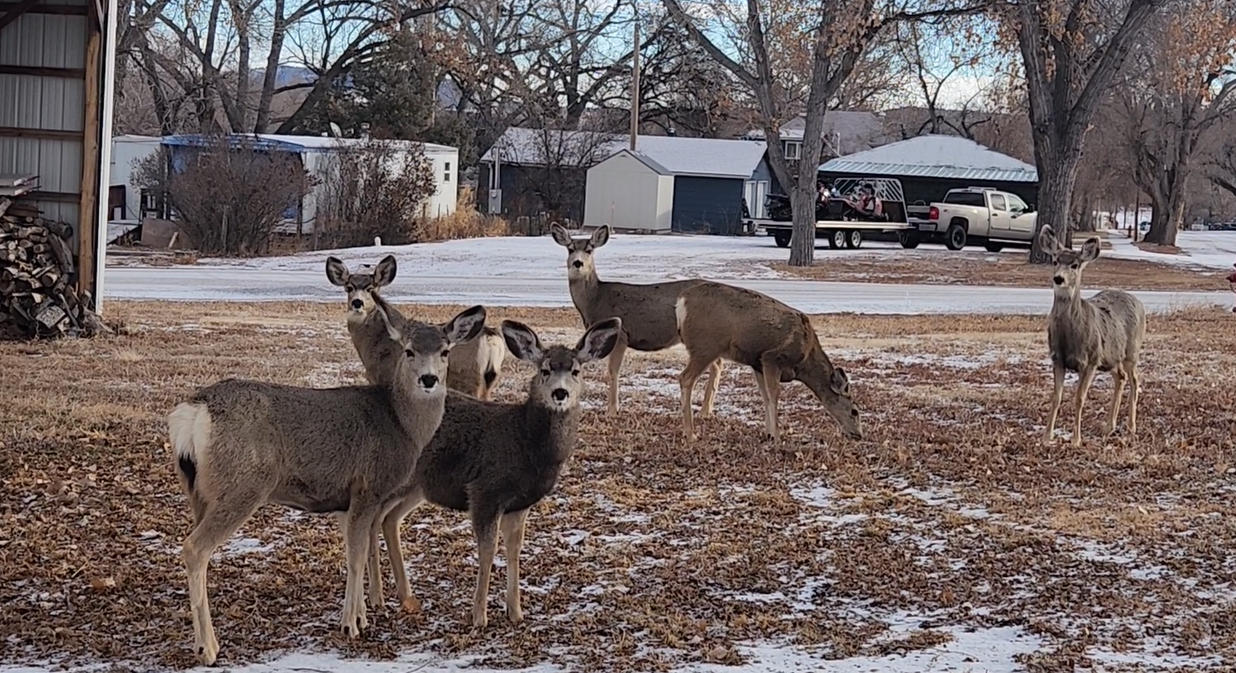 마당의 사슴들 .png