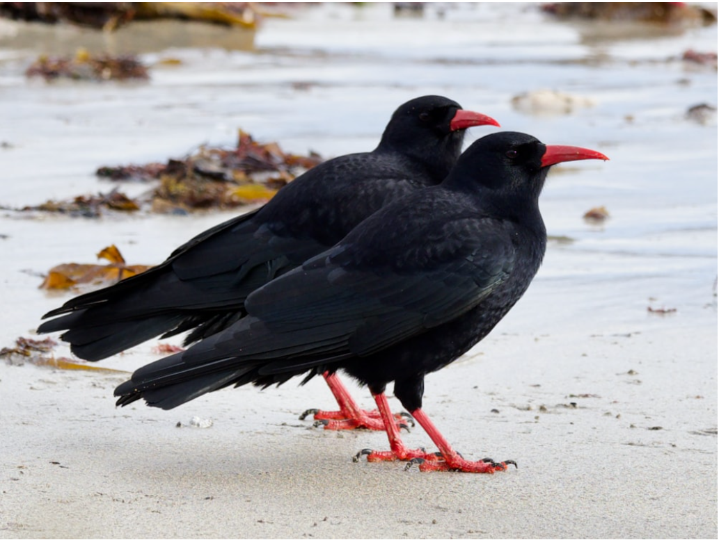 chough.png