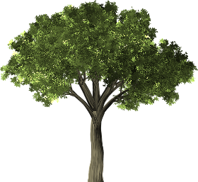 tree-1484370_640.png