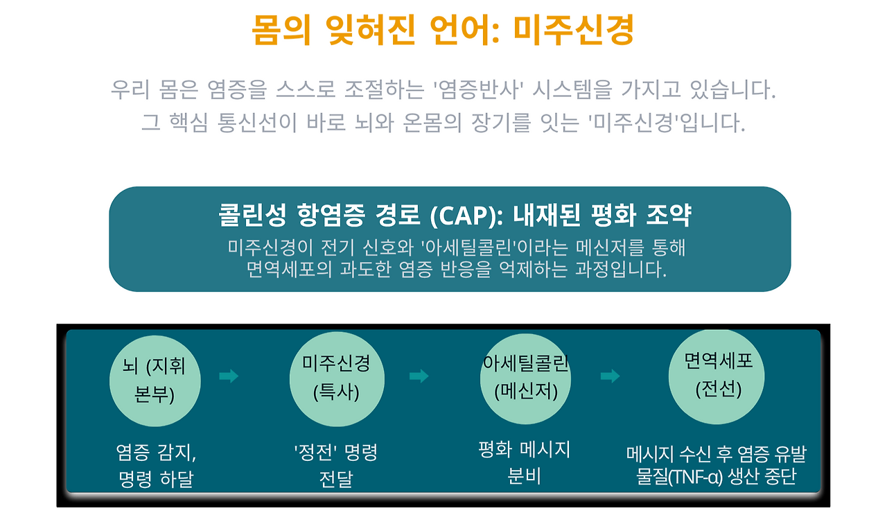 미주신경.png