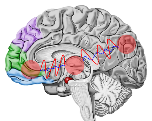 000 마음챙김 명상과 통증-시상과 설전부-복내측 연결.png