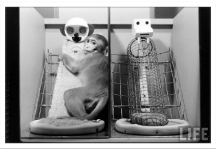 해리 할로우-원숭이.png