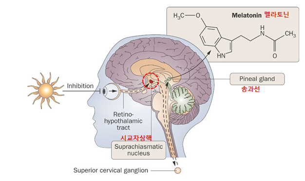 시교차상핵-송과선-멜라토닌.png