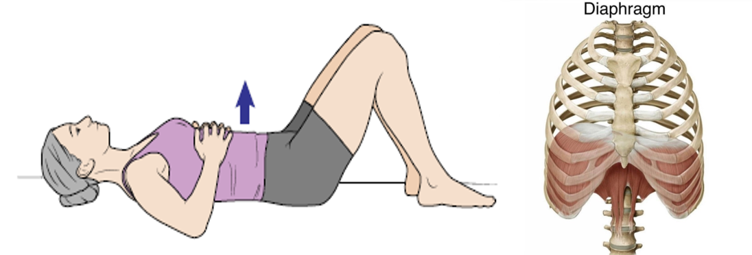 횡격막 호흡.png