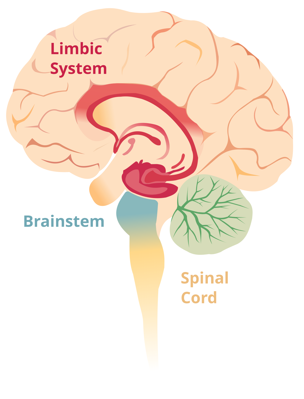 1280px-Brain_limbicsystem.svg.png