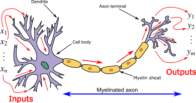 Neuron3.png