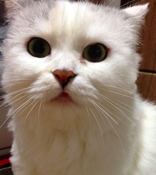 스크린샷 2017-11-08 오후 9.48.25.png