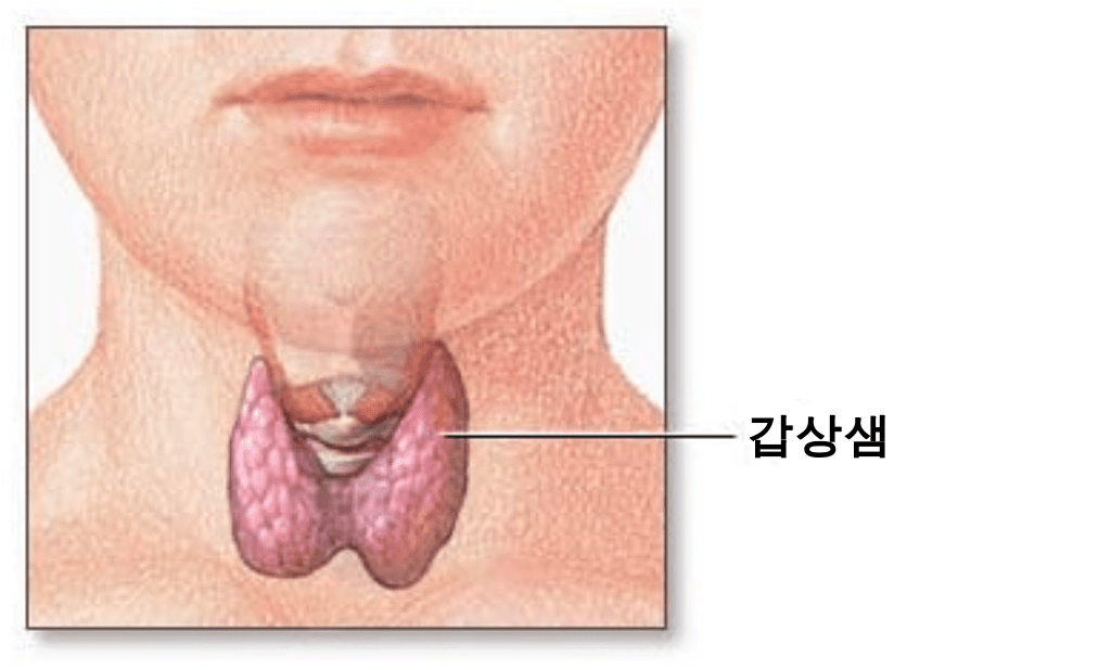1024px-Thyroid_gland-kr.svg_.png