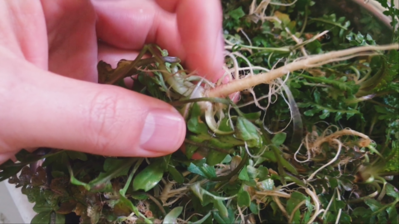 냉이 골뱅이 파스타1 0000015605ms.png