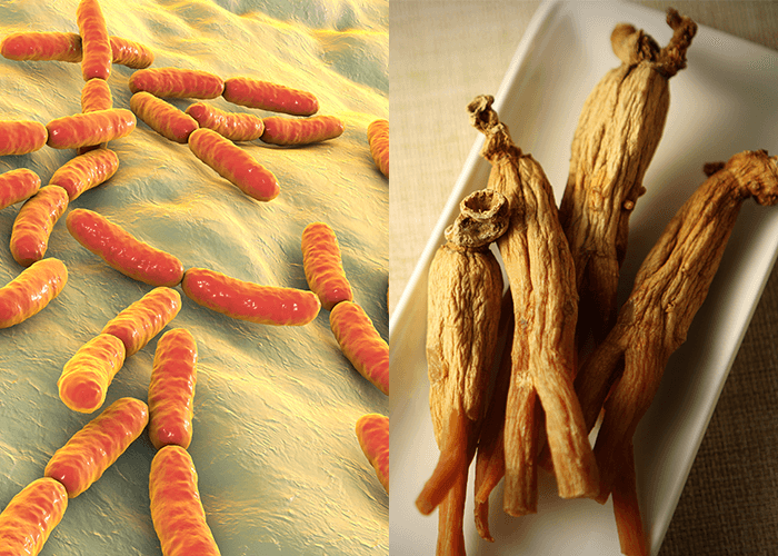 유산균과 홍삼.png