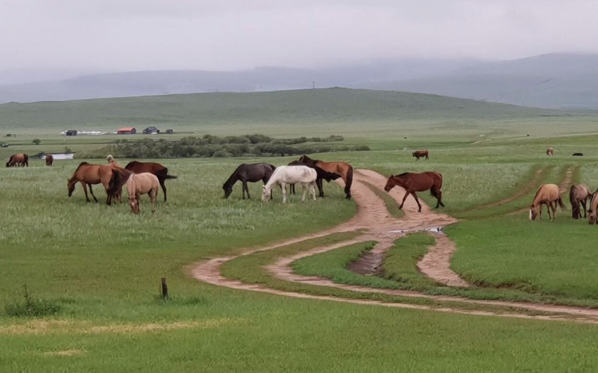 몽골초원.png