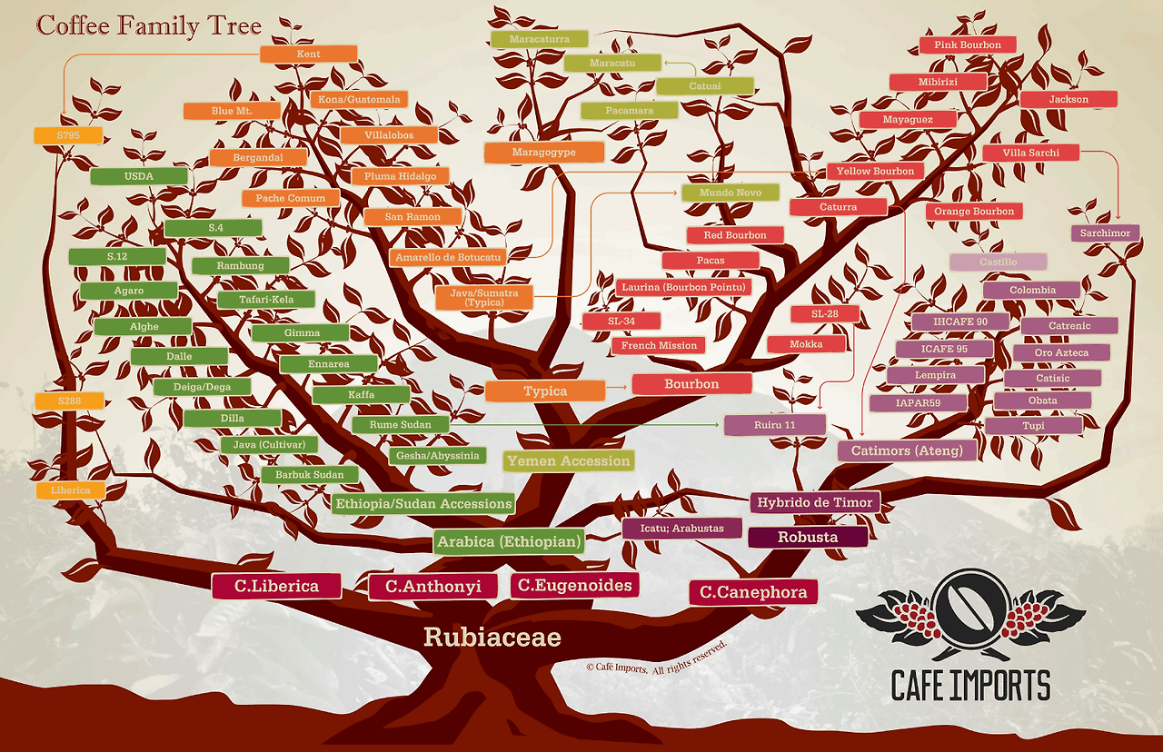Cafe-Imports-Coffee-Family-Tree.png