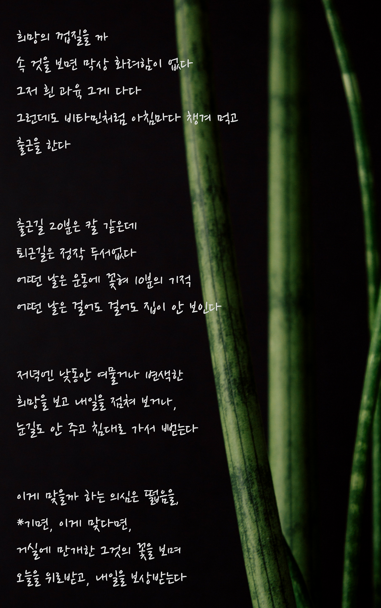 희망의 껍질을 까속 것을 보면 막상 화려함이 없다그저 흰 과육 그게 다다그런데도 비타민처럼 아침마다 챙겨 먹고출근을 한다출근길 20분은 칼 같은데퇴근길은 정작 두서없다ㅡ어떤 날은 운동에 꽂혀 10분의 기적어떤 날은 걸어도 걸어도 집이 안 보인다저녁엔 낮동안 여물거나 변색한 희망을 보고 내일을 점쳐 보거나, 눈길도 안 주고 침대로 가서 뻗는다이게 맞을까 하는 의심은 떫음을,_기면, .png