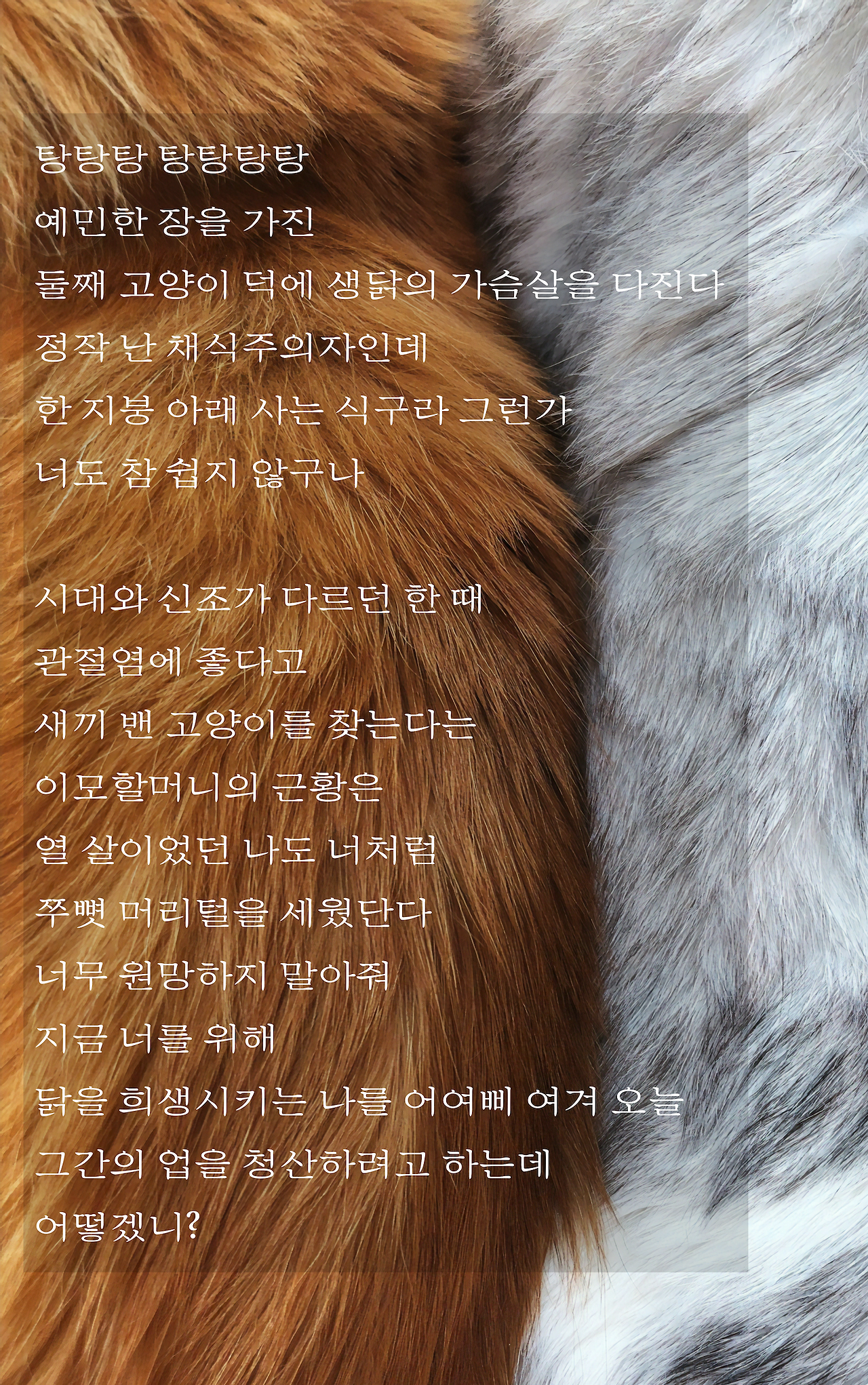 탕탕탕 탕탕탕탕 예민한 장을 가진 둘째 고양이 덕에 생닭의 가슴살을 다진다 정작 난 채식주의자인데 한 지붕 아래 사는 식구라 그런가 너도 참 쉽지 않구나 시대와 신조가 다르던 한 때 관절염에 좋다고 새끼 밴 고양이를 찾는다는 이모할머니의 근황은 열 살이었던 나도 너처럼 쭈뼛 머리털을 세웠단다 너무 원망하지 말아줘 지금 너를 위해 닭을 희생시키는 나를 어여삐 여겨 오늘 그간의 업을 .png