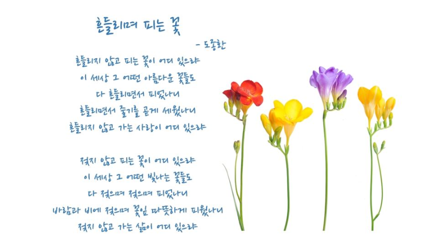 흔들리며피는 꽃.png