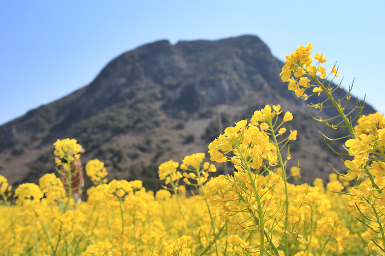 1.산방산유채꽃resize.png