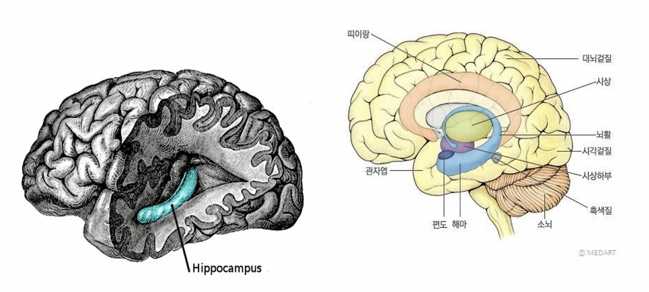 16-1. 뇌_해마.png