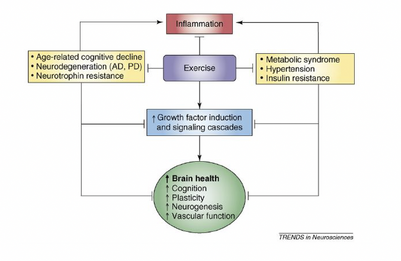 10. 데이터_운동과 BDNF(3).png