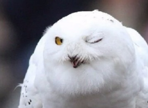 스크린샷 2025-07-10 214437.png