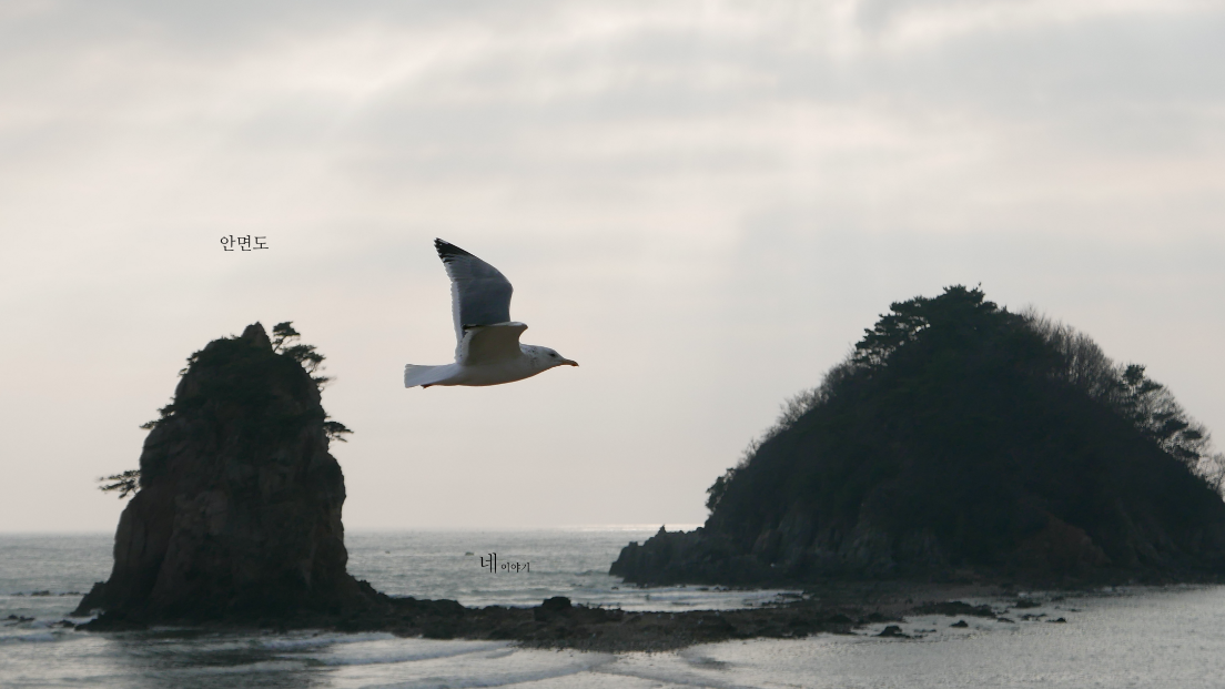 꽂지해수욕장갈매기.png