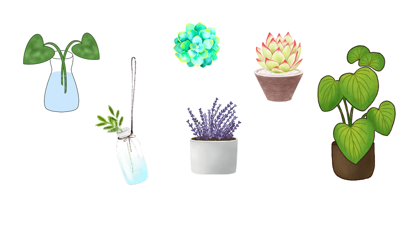 4가지 식물.png