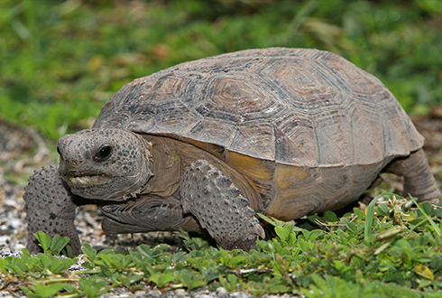 갈라파고스 거북2.png