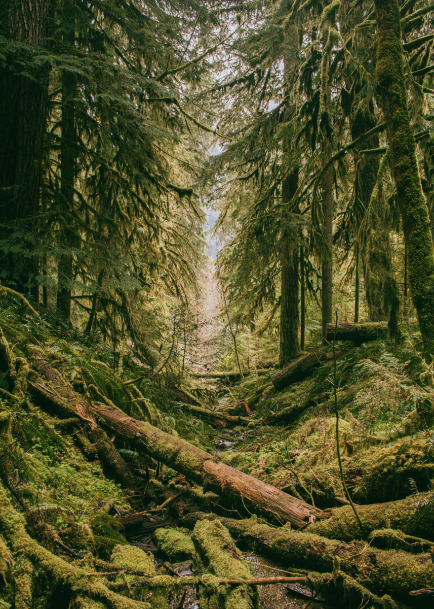 'Pure Greenery' Poster by Conceptual Photography _ Displate.png