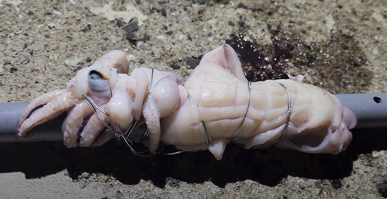 화면 캡처 2025-05-23 162528.png