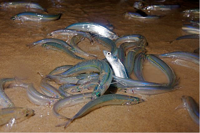 Grunion.png