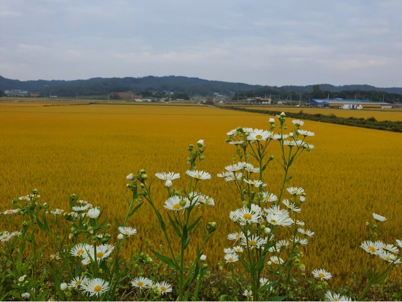 간헐적단식 저용량.png
