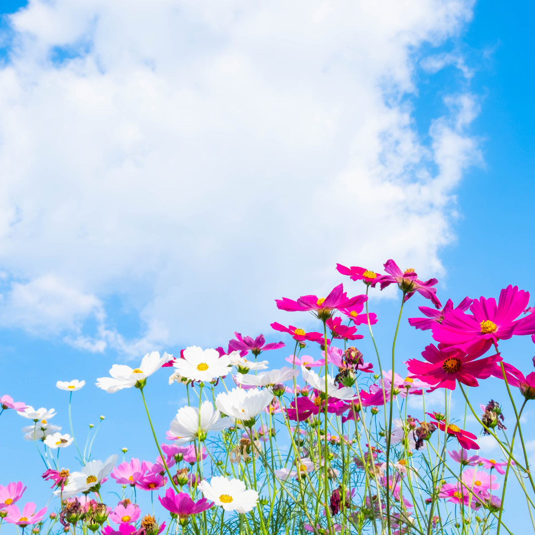 제목 없는 디자인.png