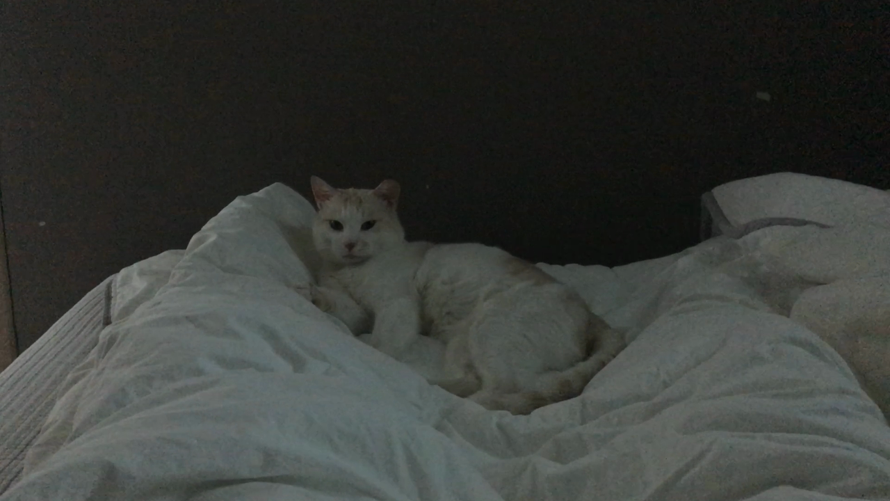 이불에 누운 시로.MOV_20201129_203832.471.png