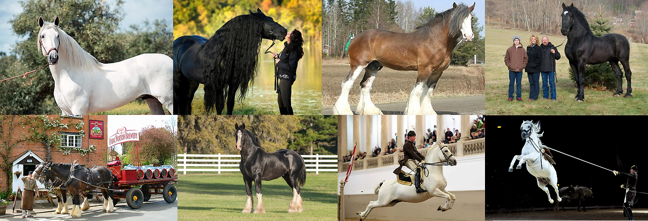 안달루시아 프리지안 클라이즈데일 페르슈롱 리피차너 샤이어.png