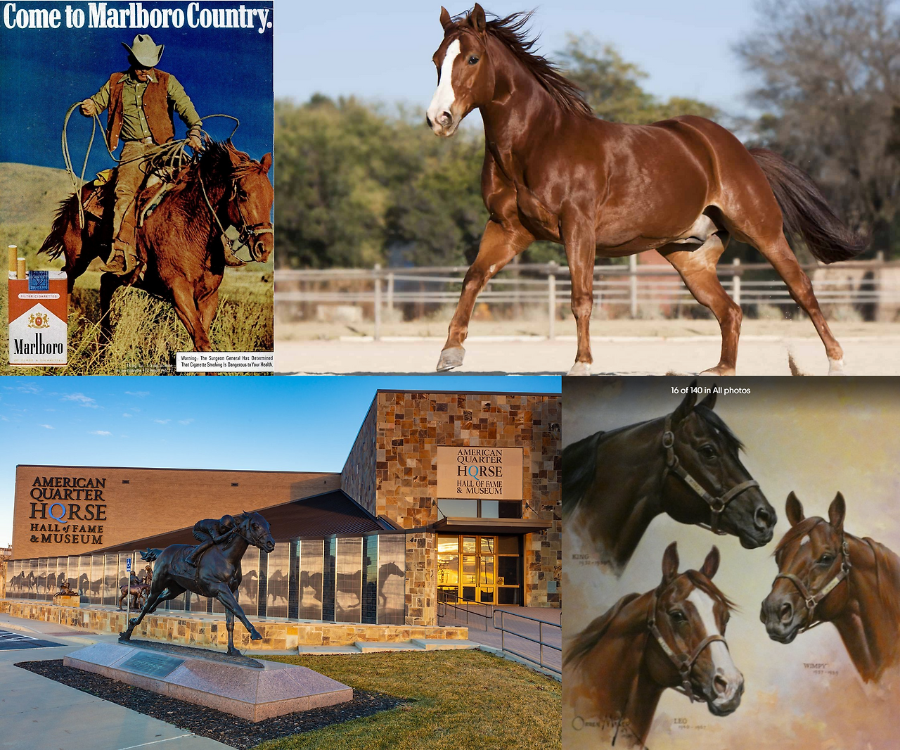 American quarter horse.png