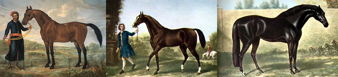 바이얼리 터크, 달리 아라비안, 고돌핀 아라비안.png