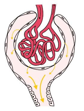 512px-Structure_of_glomerulus.png