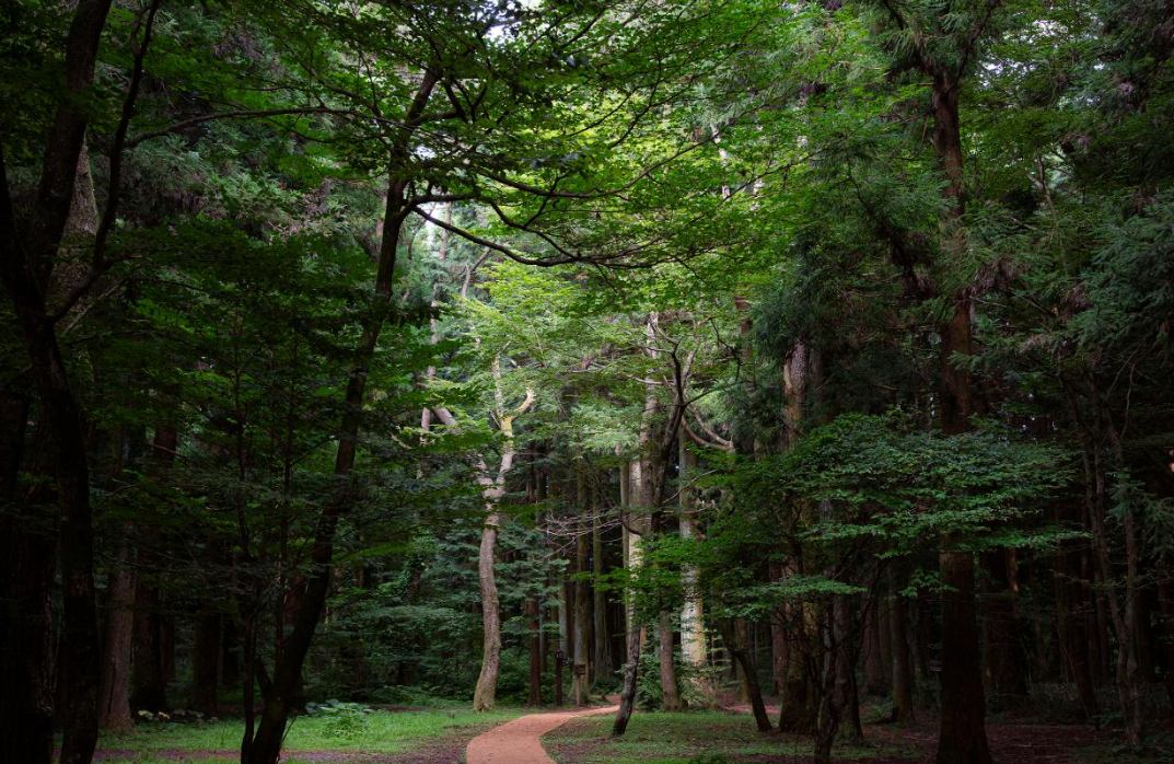사려니 숲길.png