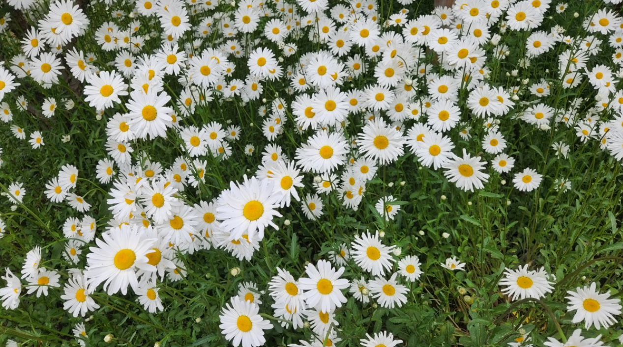 화면 캡처 2024-09-27 183118.png