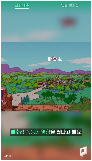 일사에프 배추.png