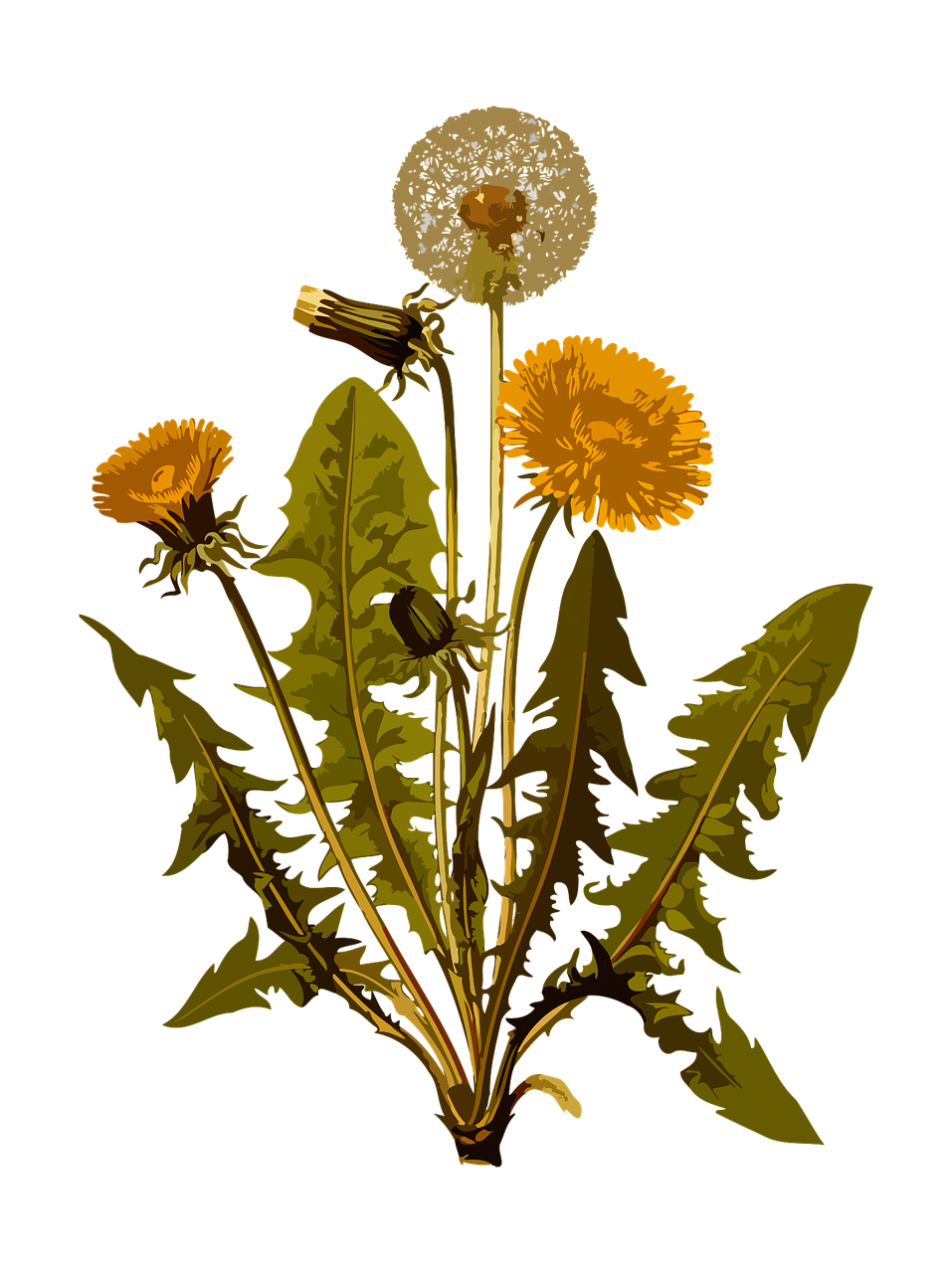 dandelion-1299794_1280.png