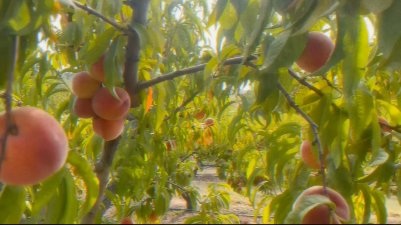 Screenshot 2025-01-24 at 12.14.05 AM.png