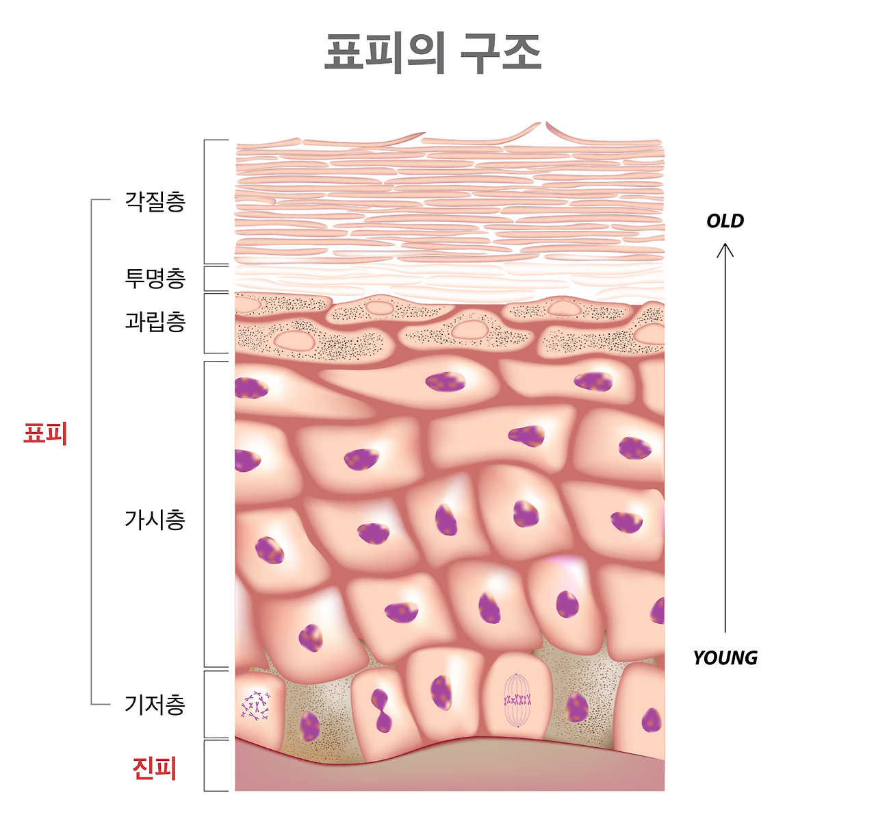 표피의구조.png