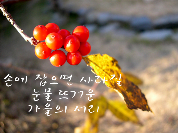 가을의 서리 사과.png