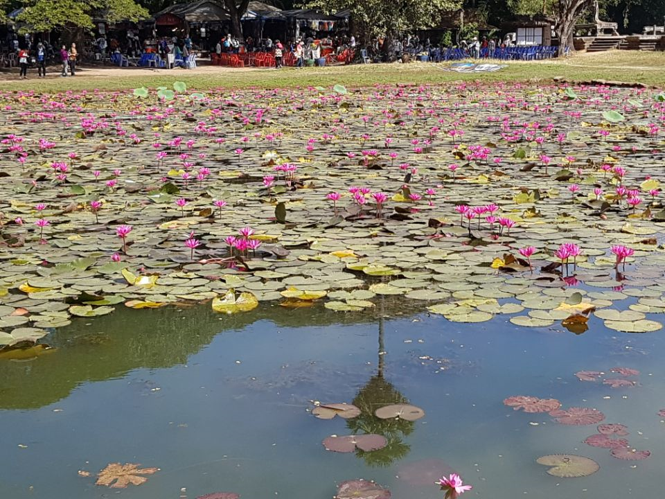 앙코르왓드 연못1.png